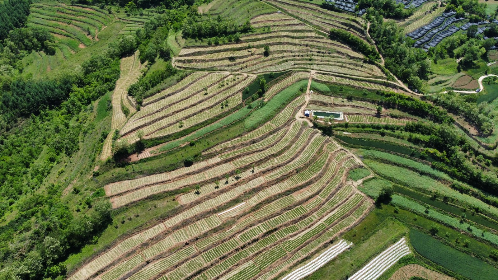 5. 甘肅半夏基地.jpg