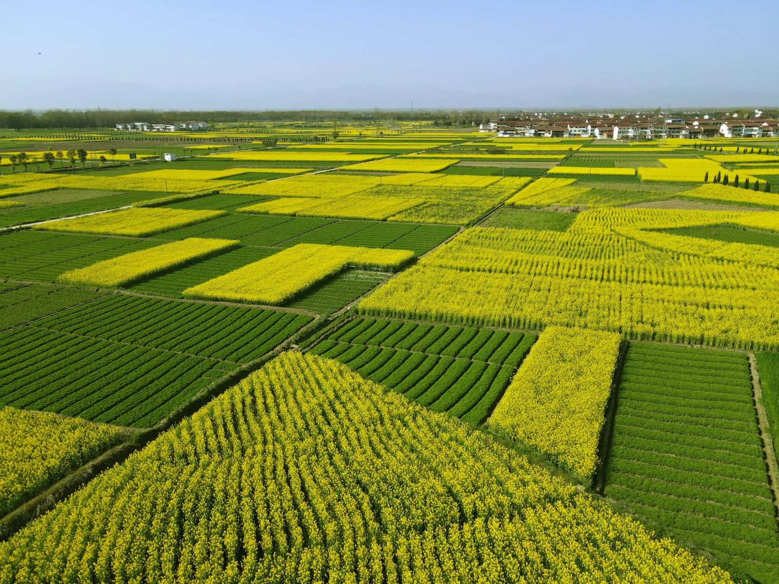 6. 陜西城固延胡索基地.jpg